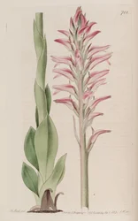 Kuva Sacoila lanceolata (syn. Neottia orchioides)